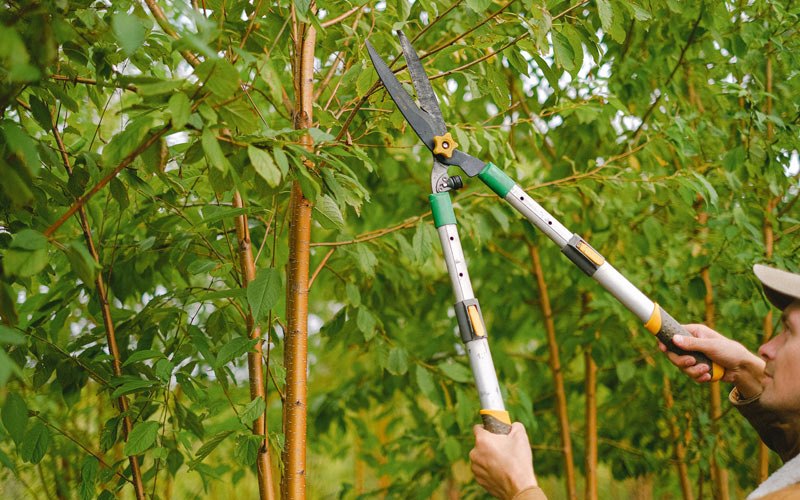 Tree trimming in Egg Harbor Township, NJ